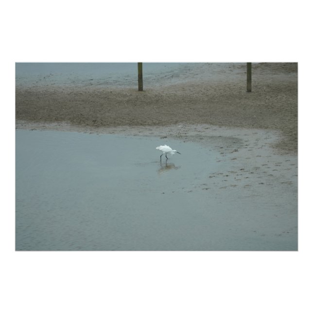 Egret Wading Fototryck (Framsidan)