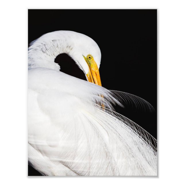 Egrets Fototryck (Framsidan)