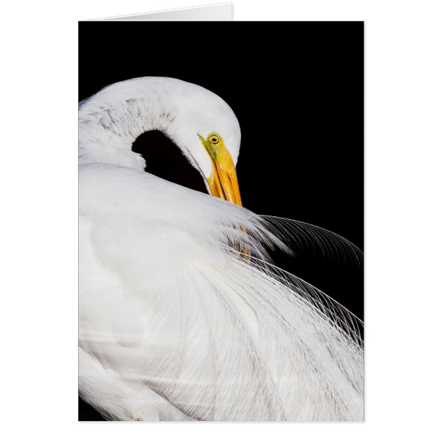 Egrets Hälsningskort (Framsidan)