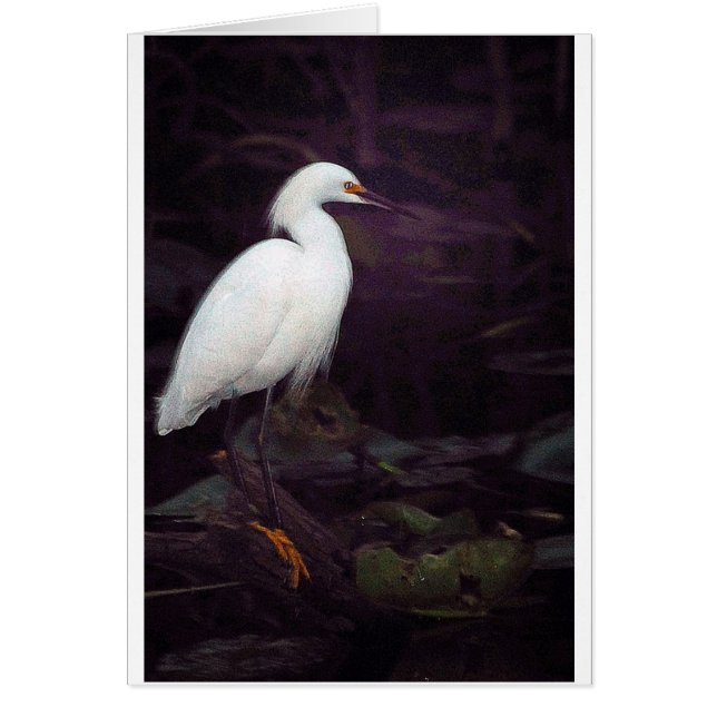Egrets? Jag har haft några… Hälsningskort (Framsidan)