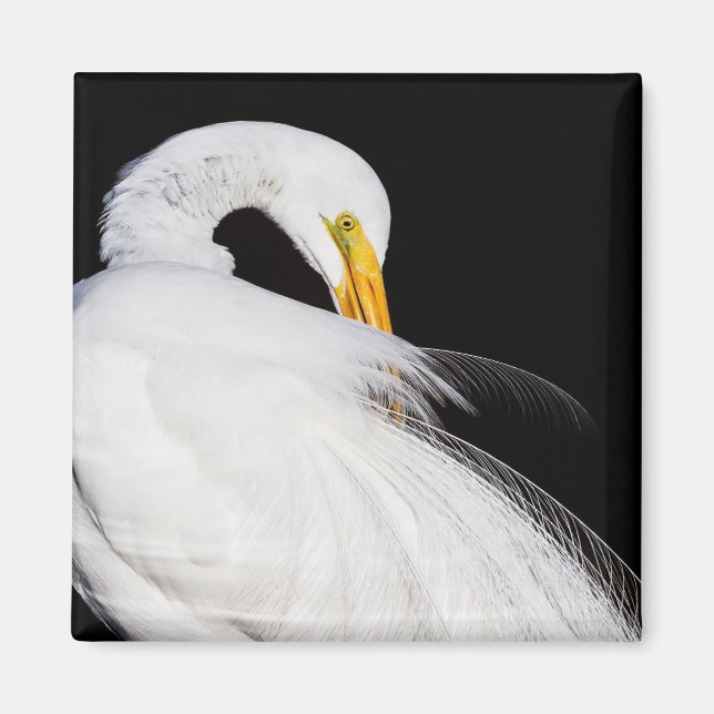 Egrets Magnet (Framsidan)
