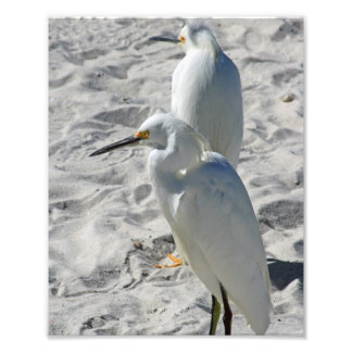 Egrets på Beach Fototryck