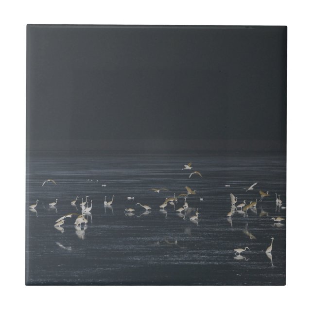 Egrets på Midnight Blue Ocean Kakelplatta (Framsidan)