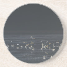 Egrets på Midnight Blue Ocean