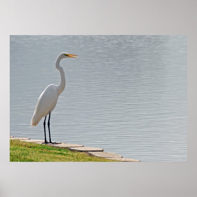 "Egrets vy" Poster (Framsidan)