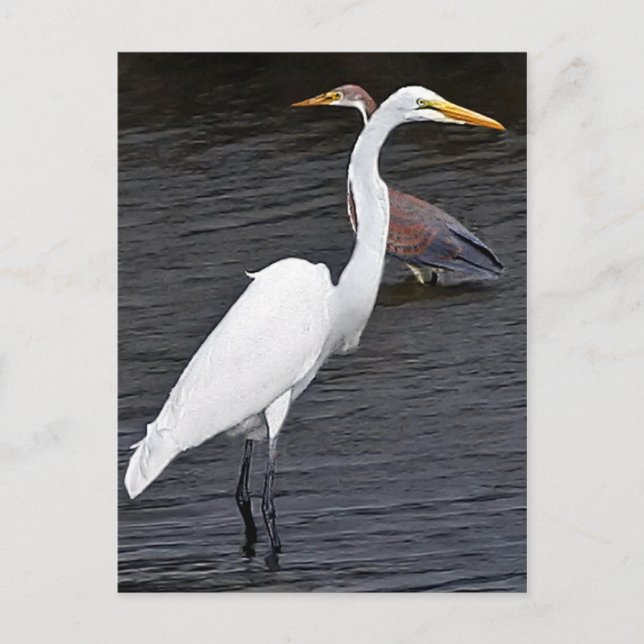Egrets Vykort (Framsida)