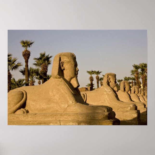 Egypt, Luxor. The Avenue of Sphinxes leads to Poster (Framsidan)