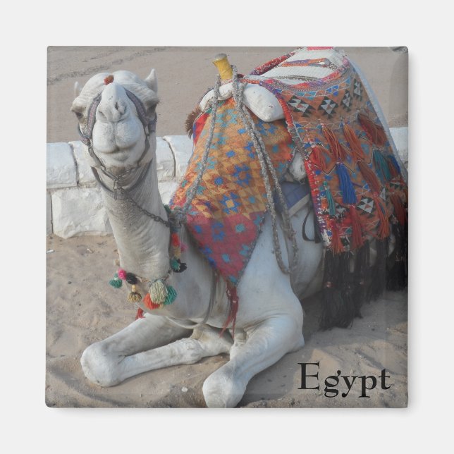 Egypten Camel Magnet (Framsidan)