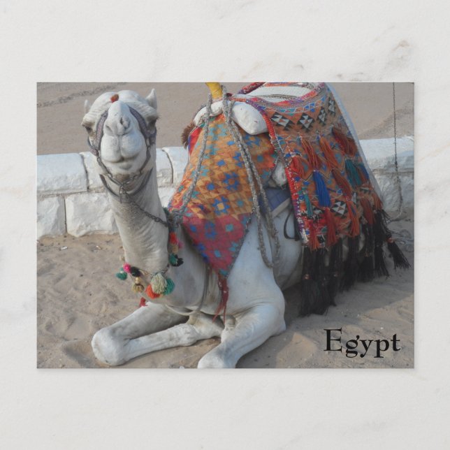 Egypten Camel Vykort (Framsida)