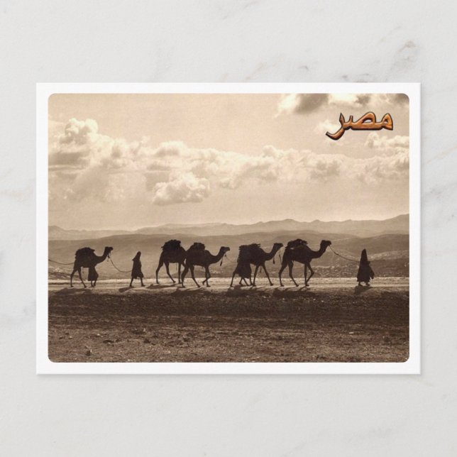 Egypten - Camels - Vykort (Framsida)