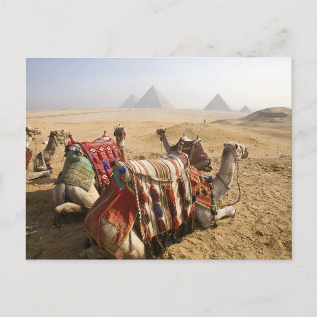 Egypten, Kairo. Återställa kameror Vykort (Framsida)