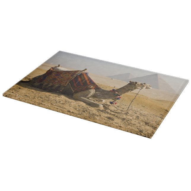 Egypten, Kairo. En ensam kamel (Hörn)