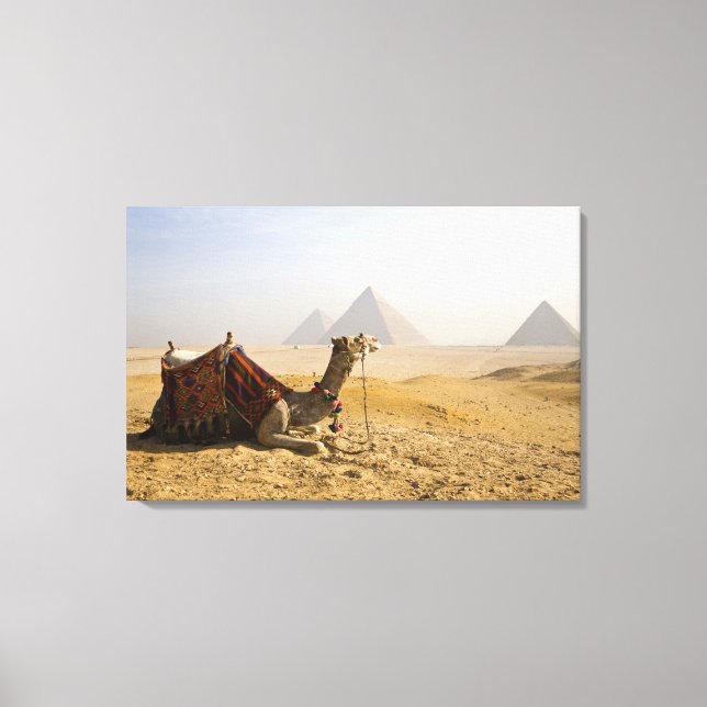 Egypten, Kairo. En ensam kamel Canvastryck (Framsida)
