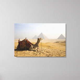 Egypten, Kairo. En ensam kamel Canvastryck