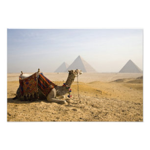 Egypten, Kairo. En ensam kamel Fototryck