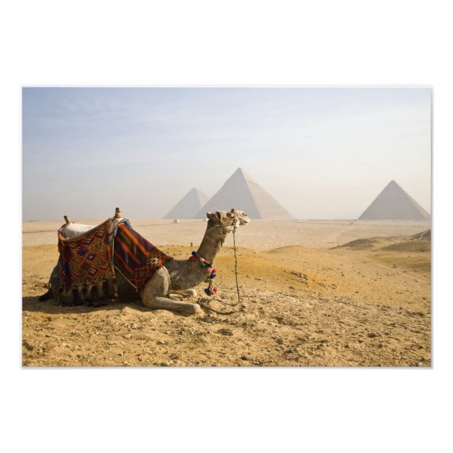 Egypten, Kairo. En ensam kamel Fototryck (Framsidan)