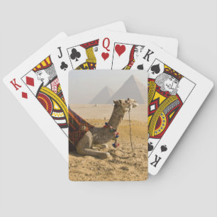 Egypten, Kairo. En ensam kamel Kortlek