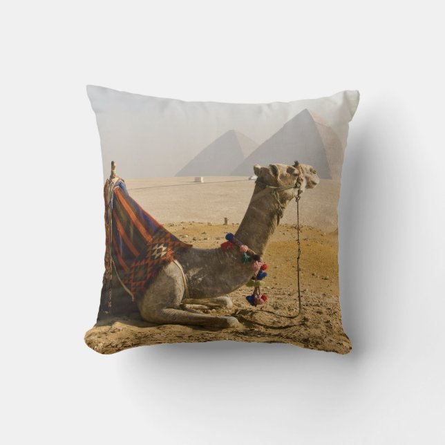 Egypten, Kairo. En ensam kamel Kudde (Framsida)