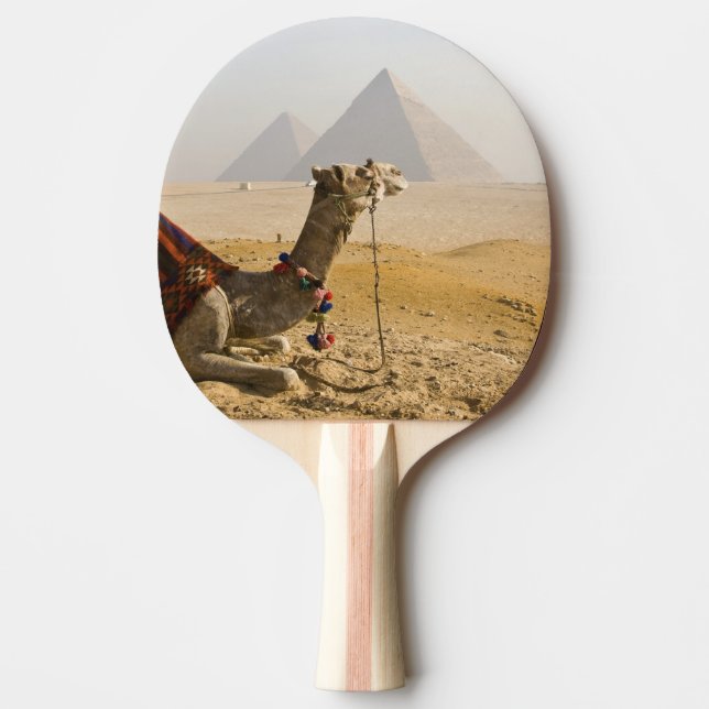 Egypten, Kairo. En ensam kamel Pingisracket (Framsidan)