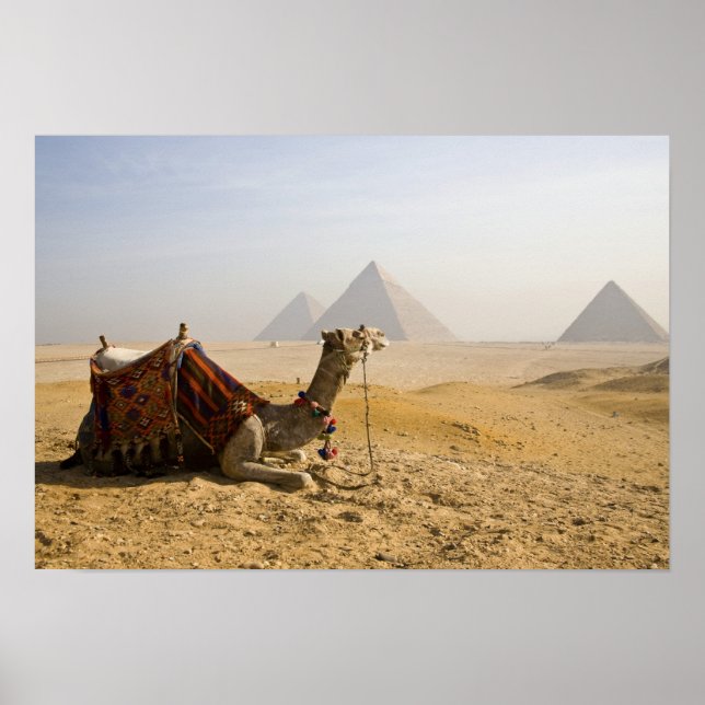 Egypten, Kairo. En ensam kamel Poster (Framsidan)