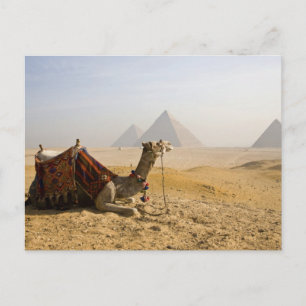 Egypten, Kairo. En ensam kamel Vykort