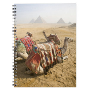 Egypten, Kairo. Vila kameler Anteckningsbok Med Spiral