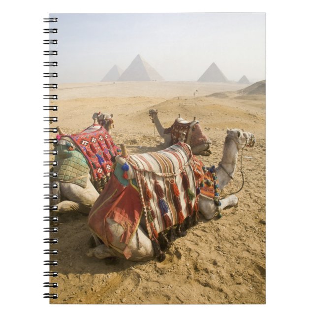 Egypten, Kairo. Vila kameler Anteckningsbok Med Spiral (Framsidan)