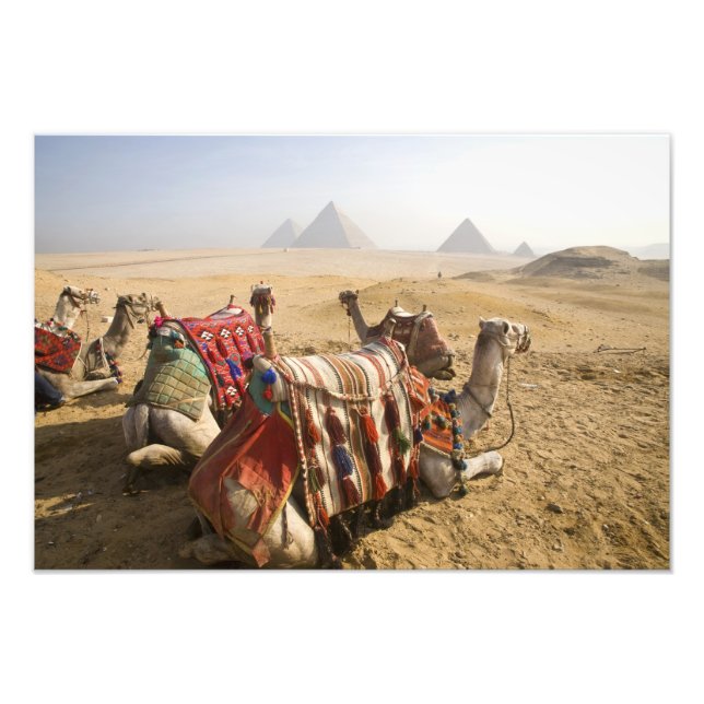 Egypten, Kairo. Vila kameler Fototryck (Framsidan)