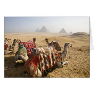 Egypten, Kairo. Vila kameler Hälsningskort