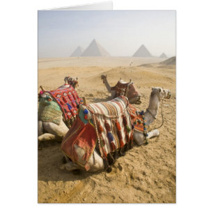 Egypten, Kairo. Vila kameler Hälsningskort