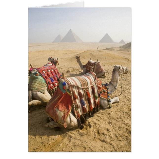 Egypten, Kairo. Vila kameler Hälsningskort (Framsidan)