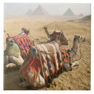 Egypten, Kairo. Vila kameler Kakelplatta