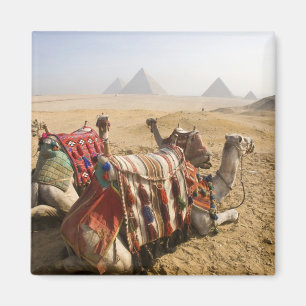 Egypten, Kairo. Vila kameler Magnet
