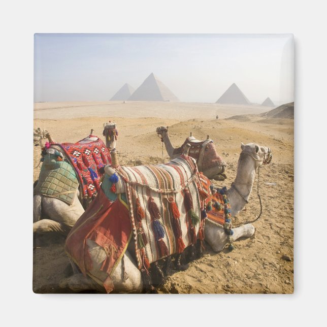 Egypten, Kairo. Vila kameler Magnet (Framsidan)
