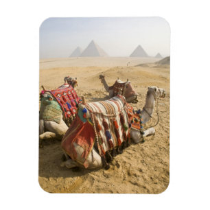 Egypten, Kairo. Vila kameler Magnet