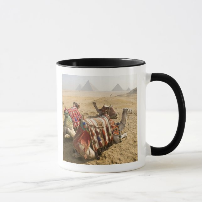 Egypten, Kairo. Vila kameler Mugg (Höger)