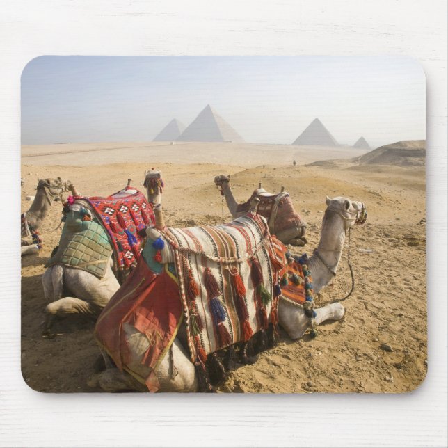 Egypten, Kairo. Vila kameler Musmatta (Framsidan)
