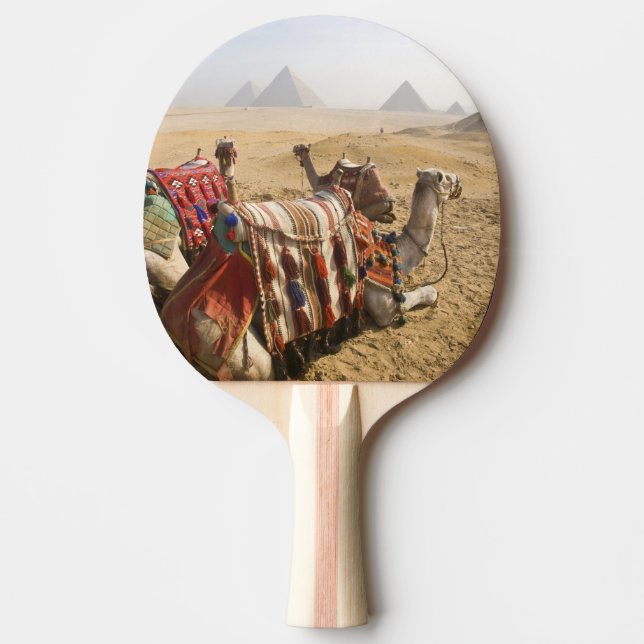 Egypten, Kairo. Vila kameler Pingisracket (Framsidan)