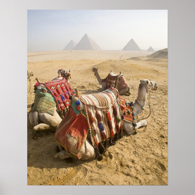 Egypten, Kairo. Vila kameler Poster (Framsidan)