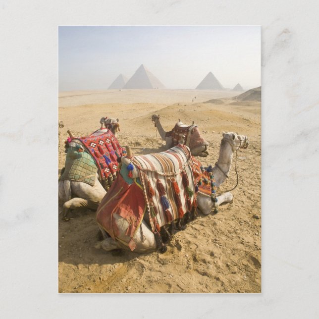 Egypten, Kairo. Vila kameler Vykort (Framsida)