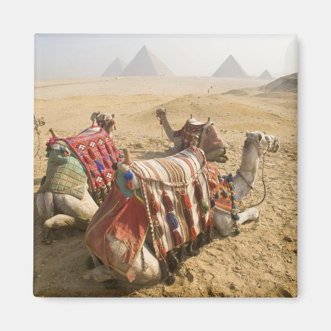 Egypten, Kairo. Vilande kameler Magnet (Framsidan)