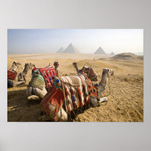 Egypten, Kairo. Vilande kameler Poster