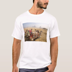 Egypten, Kairo. Vilande kameler Tröja