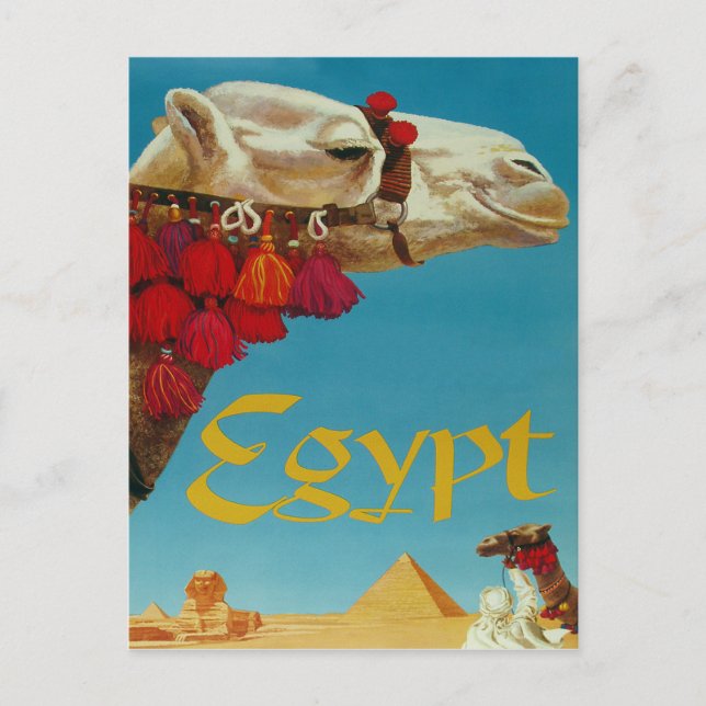 Egypten, kamel i öknen med pyramider och sfinksen vykort (Framsida)