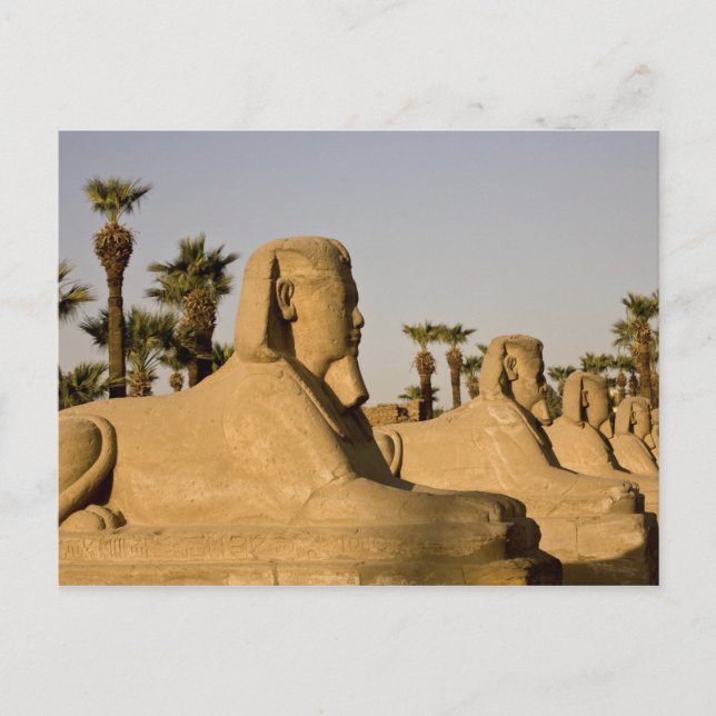 Egypten, Luxor. Avenue of Sphinxes leder till Vykort (Framsida)