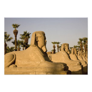 Egypten, Luxor. Sfinksgatan leder till Fototryck