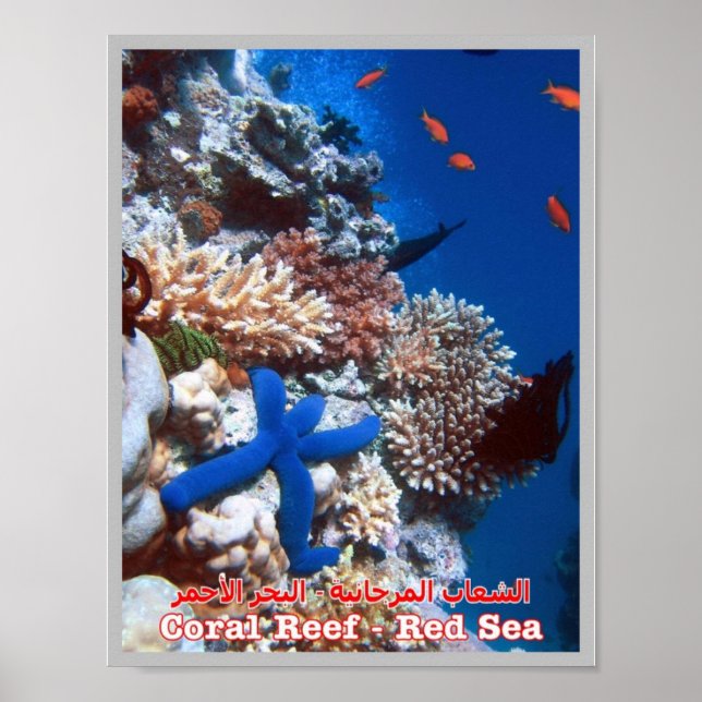 Egypten - Röda havet - Barriärrevet - Poster (Framsidan)