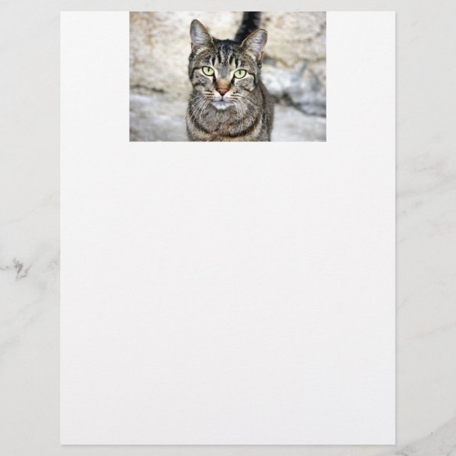 Egyptian Cat Brev Head (Framsida)
