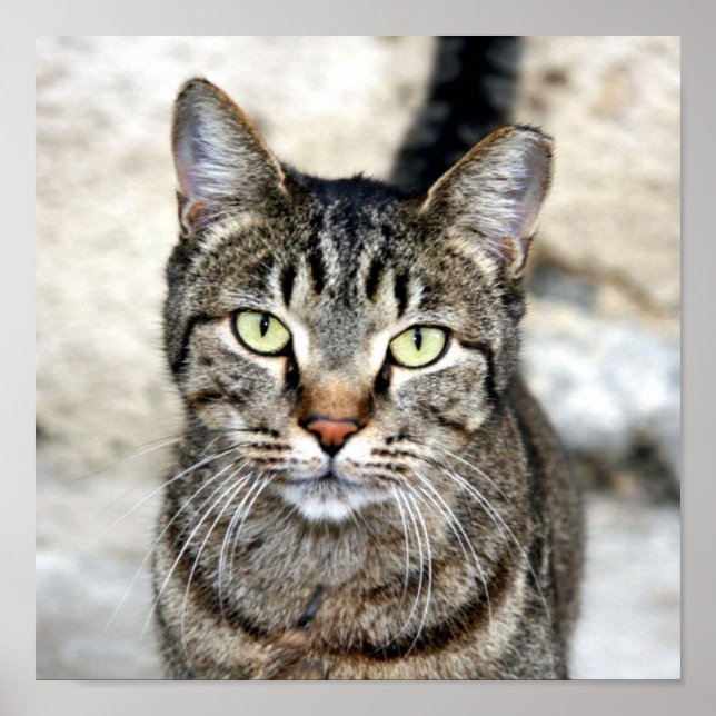 Egyptian Cat Poster (Framsidan)