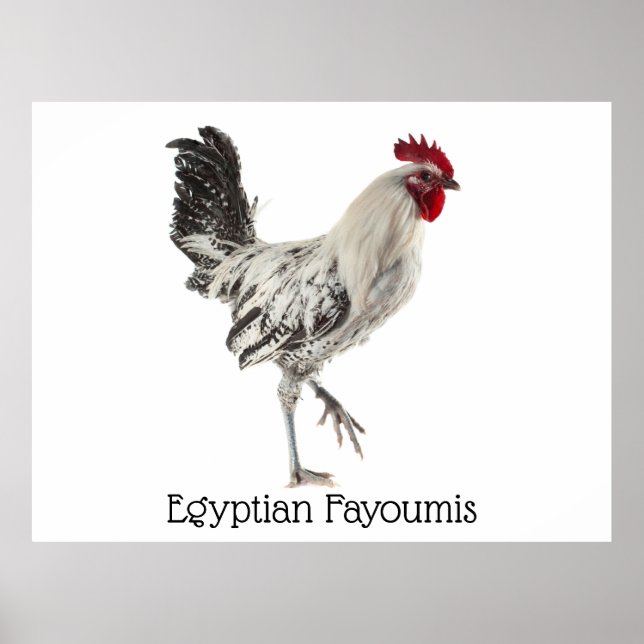 Egyptian Fayoumis Tupp Poster (Framsidan)